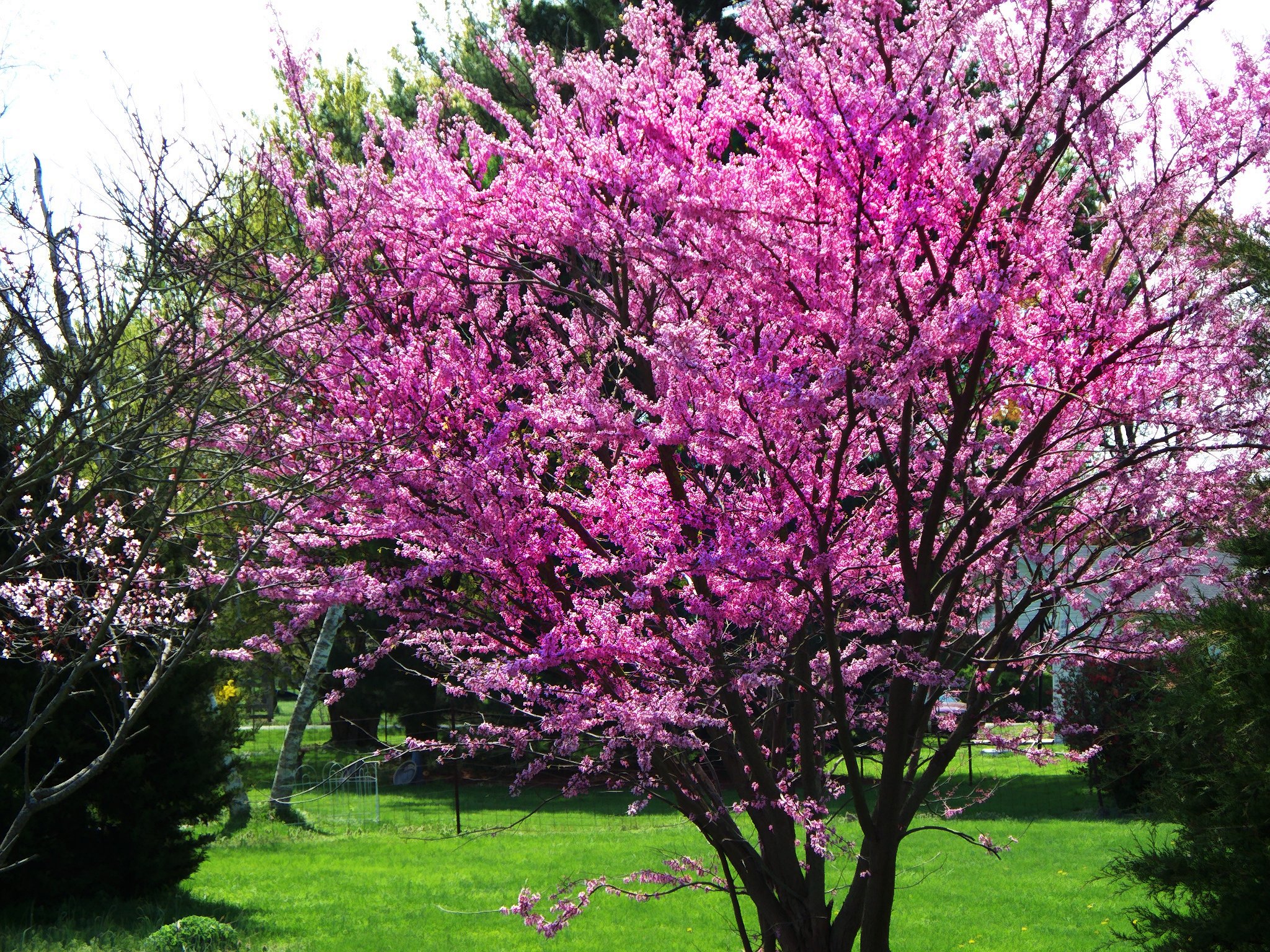 Expert Gardener Redbud Live Tree in 3.75-Gallon Grower Pot