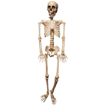 Arrange and Stay Lifesize Skeleton Prop