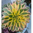 thumbnail image 2 of 40 Sunburst Succulent Seeds Aeonium davidbramwellii Succulent Seeds for Planting, 2 of 5