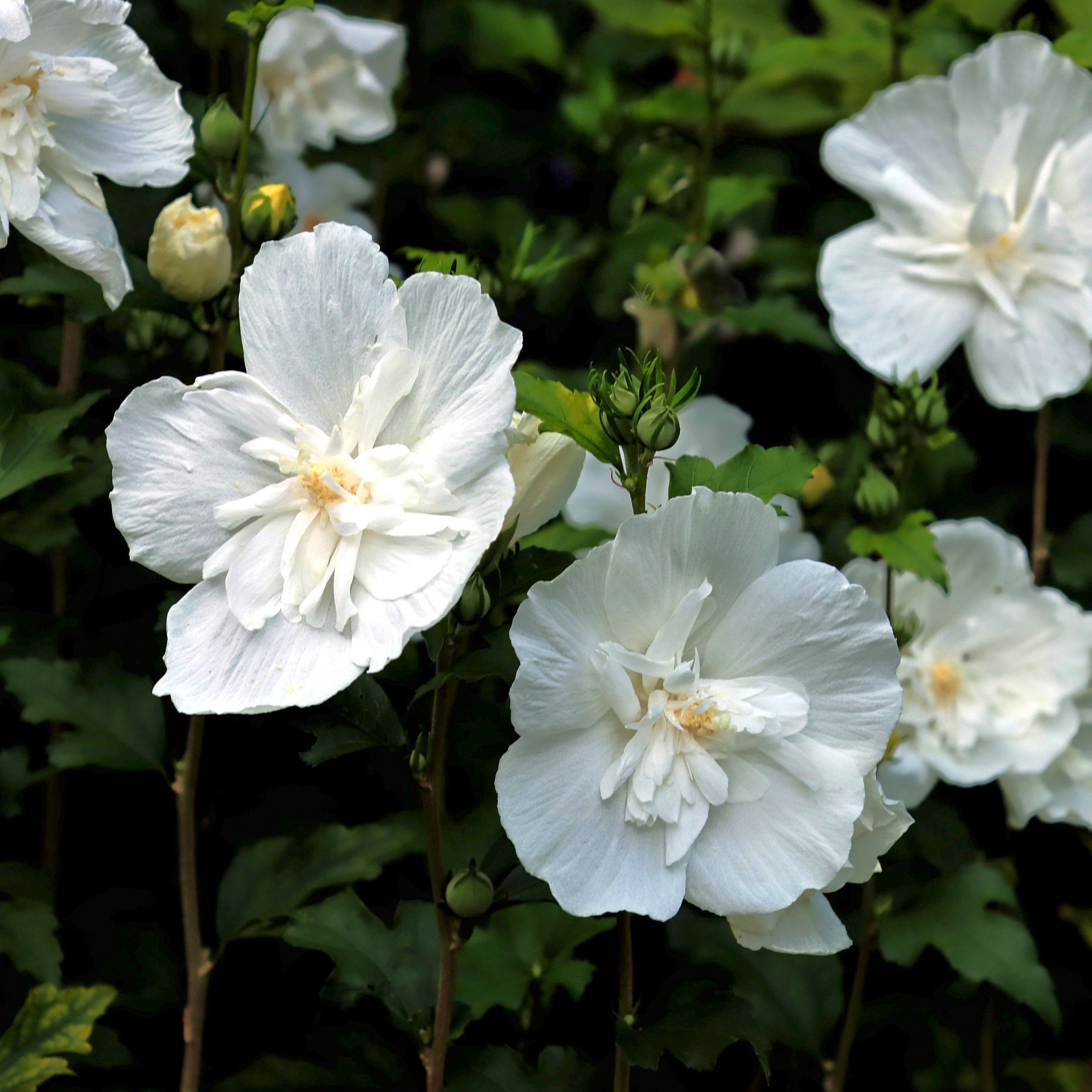 National Plant Network 3 gal. Hibiscus White Pillar Live Shrub