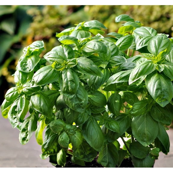 Dolce Fresca Sweet Basil Herb - Strong Scent/Flavor - Vigorous Plant - 4" Pot
