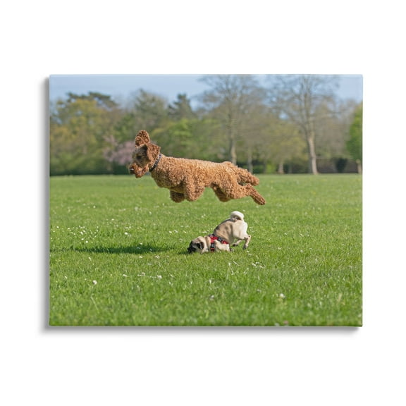 Stupell Industries Jumping Dogs in Field Animals & Insects Photography Gallery Wrapped Canvas Art Print Wall Art, 20 x 16