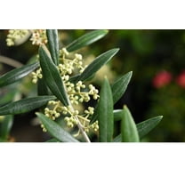 3-4ft. Tall Arbequina Olive Tree in 3 Gal. Grower's Pot