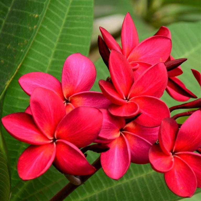 プルメリアページ Plumeria Shrubs, Red and White, 9 to 12 inches - Walmart.com
