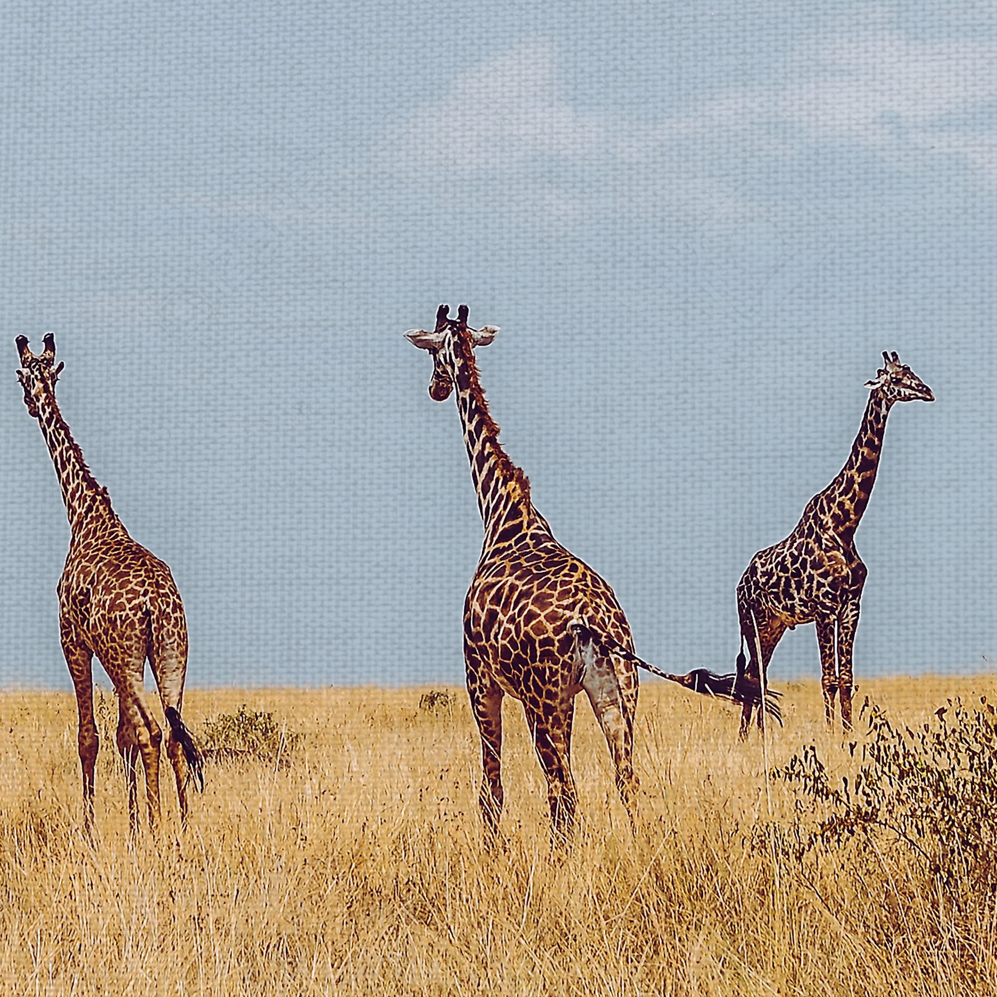 Masterpiece Art Gallery Safari Five Giraffes By Harshil Gudka Canvas Art Print 24" x 24"