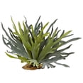 thumbnail image 1 of Staghorn Fern - 21 in., 1 of 1