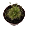 thumbnail image 2 of Spoon Sundew Plant - Drosera spathulata - Carnivorous - 3"  Pot, 2 of 2