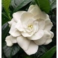 thumbnail image 2 of Gardenia Belmont  1 Extra Large 3 Gallon Plant  Gardenia Augusta 'Belmont'  Lush Blooming  Evergreen Elegance, 2 of 6