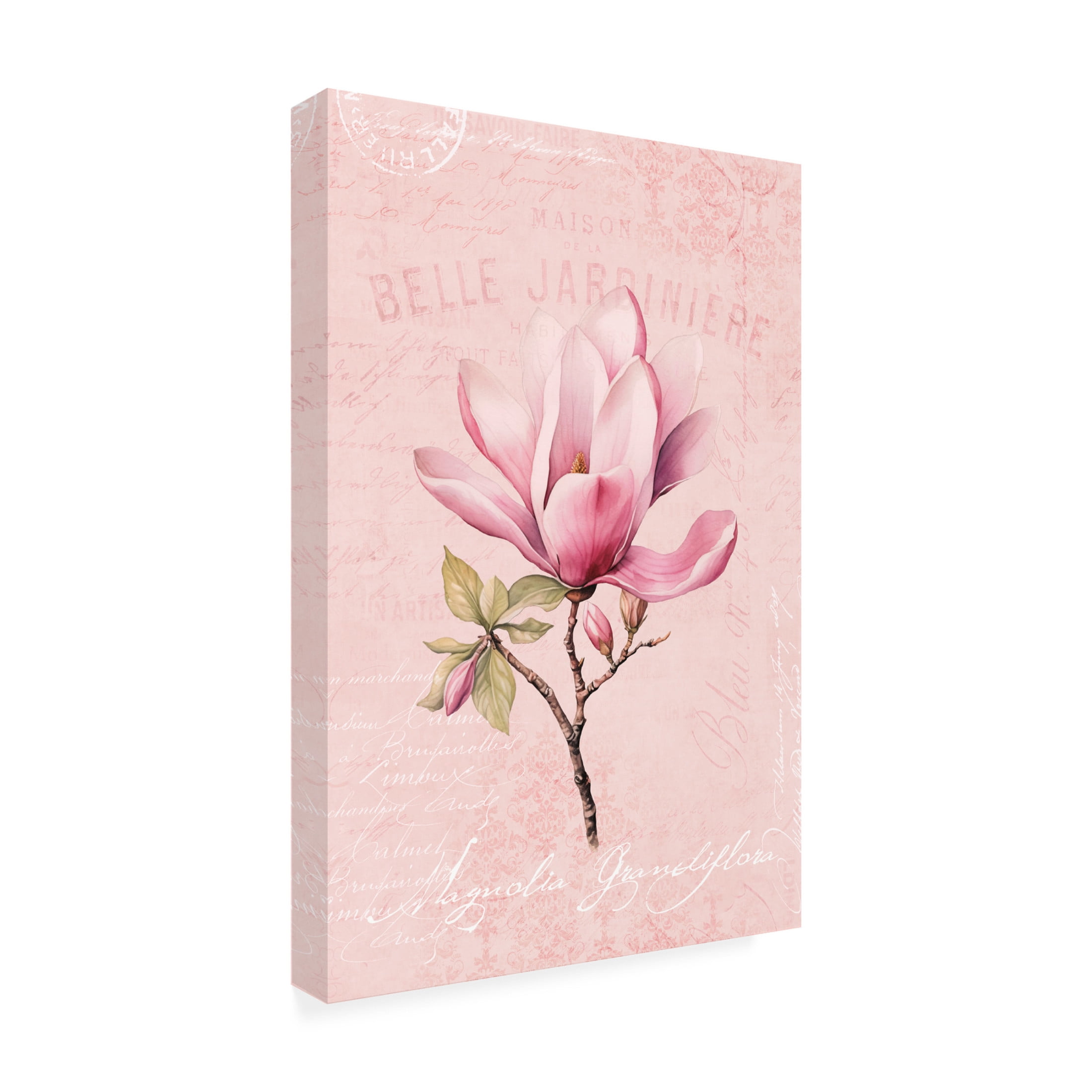 Trademark Fine Art Andrea Haase Magnolia Pink No1 Canvas Wall Art