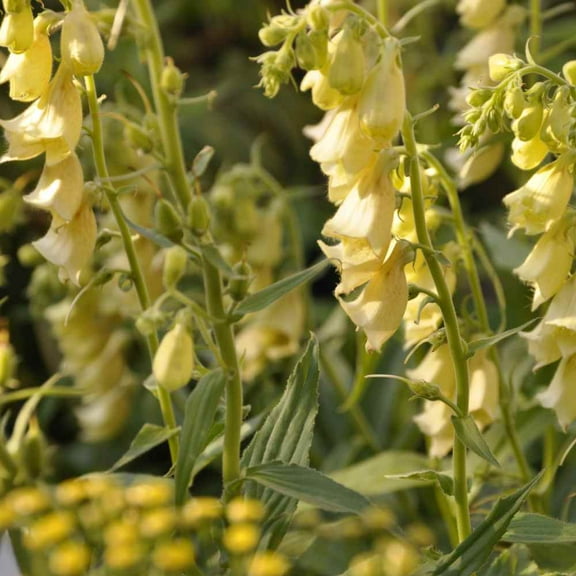 Foxglove Seeds - Digitalis Yellow Wildflower Seed - 2000 seeds