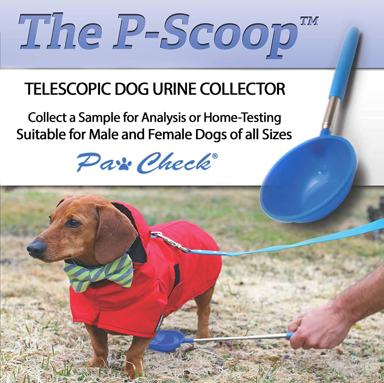 how do you get a urine sample from a female dog
