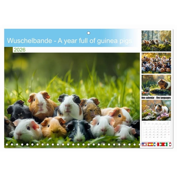 Wuschelbande - A year full of guinea pigs (Monthly Wall Calendar 2026 11.7 x 16.5 (open)), CALVENDO 14 Month Calendar