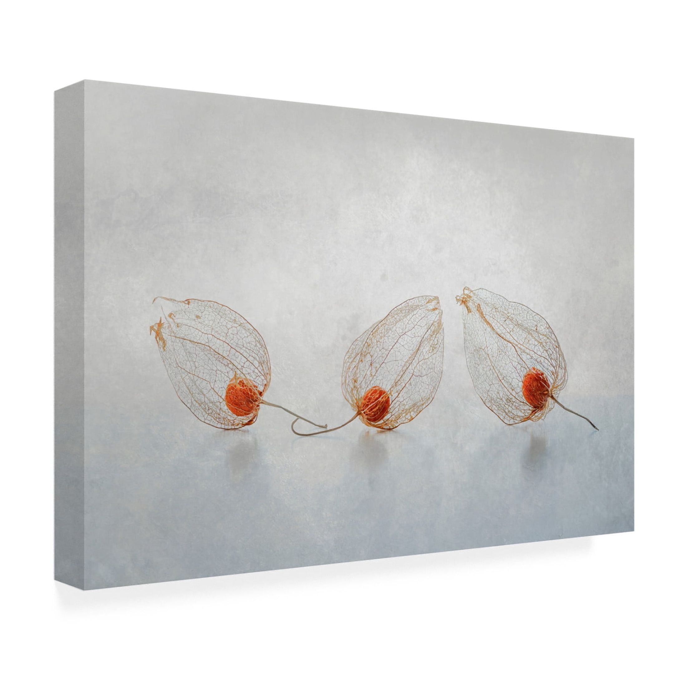 Canvas Wall Art - Ytje Veenstra 'Chinese Lantern' Wall Art for Living Room, Bedroom, or Office D?cor by Trademark Fine Art - 32 x 22 Inches