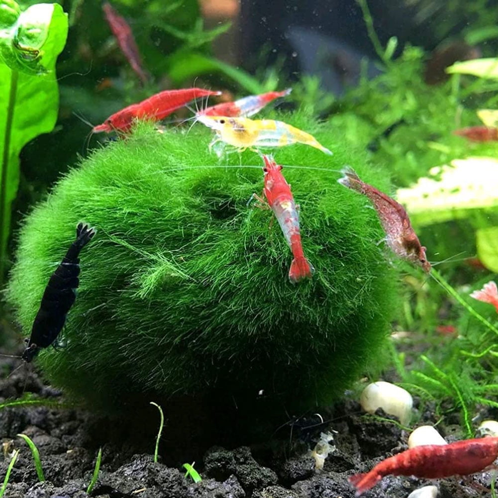 5 Moss Balls +1ExtraFREE live aquarium plants Marimo Ball shrimps fish tank  nano