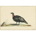 thumbnail image 2 of Nicolaas Struyk 24x18 Black Ornate Framed Double Matted Museum Art Print Titled: Bird with Black Feathers and a Red Head, Standing, Left (C. 1699 - C. 1719), 2 of 5