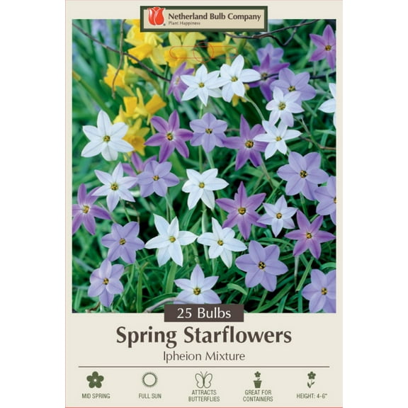 Starflowers Mix 25 Bulbs 3/  cm Bulbs - Very Hardy - Ipheion uniflorum