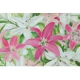 thumbnail image 2 of Iafrate, Sandra 14x11 Black Ornate Wood Framed with Double Matting Museum Art Print Titled - Pink and White Lilies III, 2 of 4