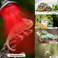 thumbnail image 3 of 220V 100 - 275 Watts E27 Infrared Red Heat Lamp for Chickens, Brooder Coop, Chicks, Pet Reptiles, 3 of 5