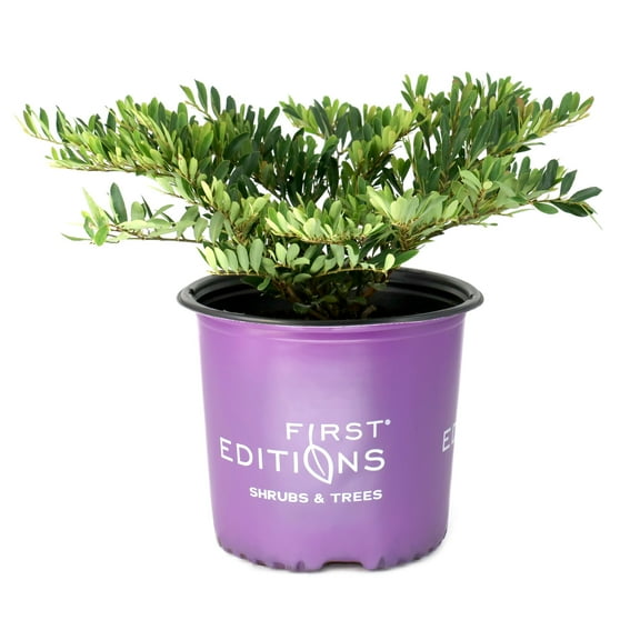 3 gal. Distylium Cinnamon Girl Shrub