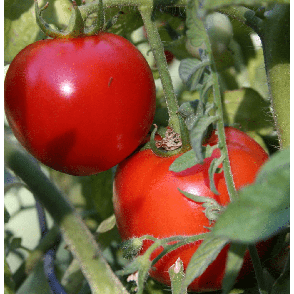 Early Girl Tomato 3 Plants Heavy Yield 3" Pots