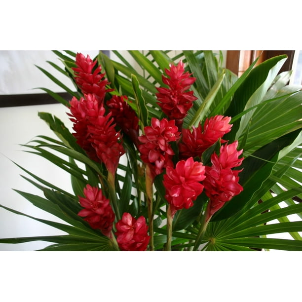 Hawaiian Red Ginger Starter Plant 2 Pot 6 10 Tall No Bloom Walmart Com Walmart Com