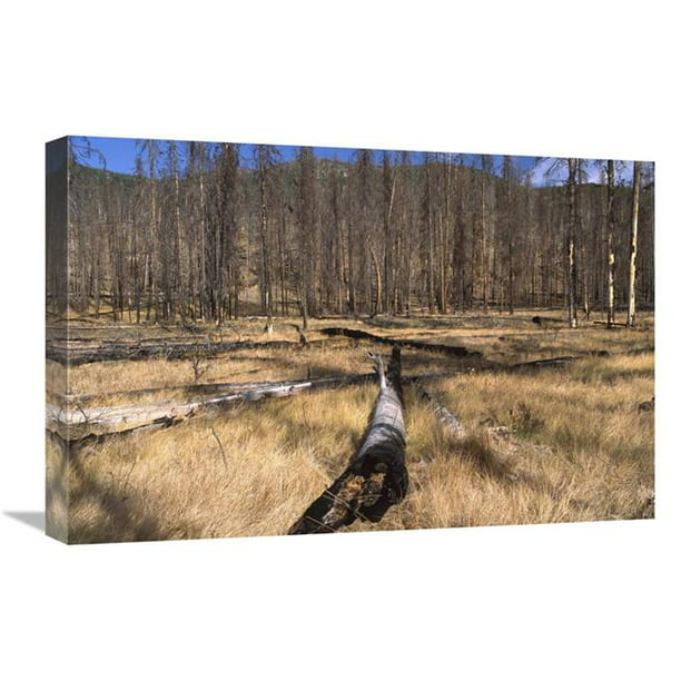 16 x 24 Po Plateau de Cerf après 1990 Forêt Brûle Près de Chantage & 44; NP Yellowstone & 44; Wyoming Art Imprimé - Gerry Ellis