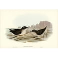 thumbnail image 2 of Gould, John 18x13 White Modern Wood Framed Museum Art Print Titled - Diving Petrel-Puffinuria Urinatrix, 2 of 4