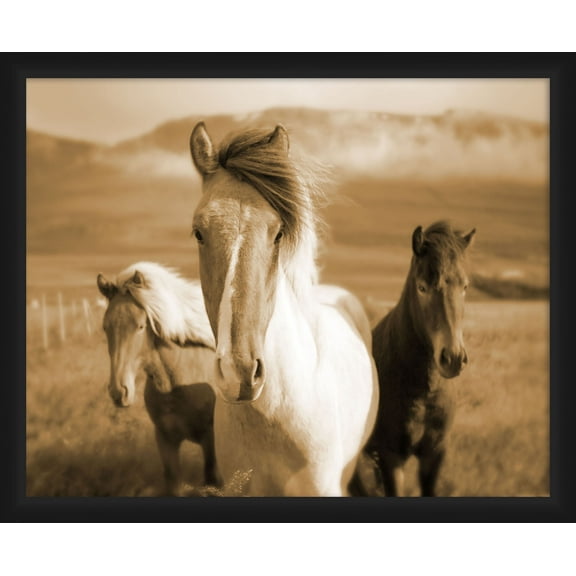 PTM Images,3 Horses