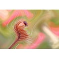 thumbnail image 2 of Dufour, Thierry 14x11 Gold Ornate Wood Framed with Double Matting Museum Art Print Titled - Color Storm..., 2 of 4