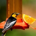 thumbnail image 2 of Perky-Pet Fruit Trio Oriole Nectar Feeder, 2 of 3