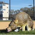 thumbnail image 3 of Bird-X 3-D Coyote Model To Repel Animals, 3 of 3