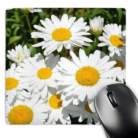 3dRose  Daisies in Summer Floral  MousePad price history on PriceWatchPro