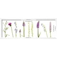 thumbnail image 3 of Meadow Flowers, Fleabane Thistle, Bearded Bellfower, Common Spotted Orchid, Twayblade, Austria, Botanical Scenic Framed Art Print Wall Art by Benvie Sold by ArtCom, 3 of 6