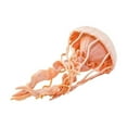 thumbnail image 5 of Safari Ltd. Jellyfish Figurine - Lifelike 5" Model Figure - Educational Toy for Boys, Girls, and Kids Ages 3+, 5 of 5