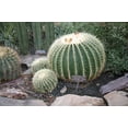 thumbnail image 4 of Golden Barrel Cactus - Live Plant in a 10 Inch Pot - Echinocactus Grusonii - Beautiful and Unique Cactus Succulent, 4 of 5