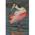 thumbnail image 2 of Morris, Arthur 23x32 Gold Ornate Wood Framed with Double Matting Museum Art Print Titled - FL, Tampa Bay, Alafaya Banks Roseate spoonbill, 2 of 4