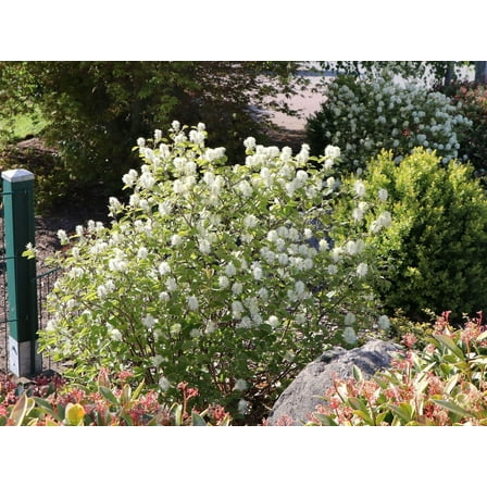 Blue Shadow Dwarf Fothergilla-Compact Shrub-Fragrant Flowers  3 Gallon