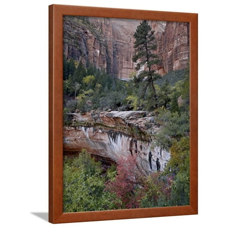 Red Rock Maple Grove Evergreens, Red Maples, and Red Rock on the Emerald Pools Trail, Zion National Park, Utah, USA Framed Print Wall Art By James Hager ()