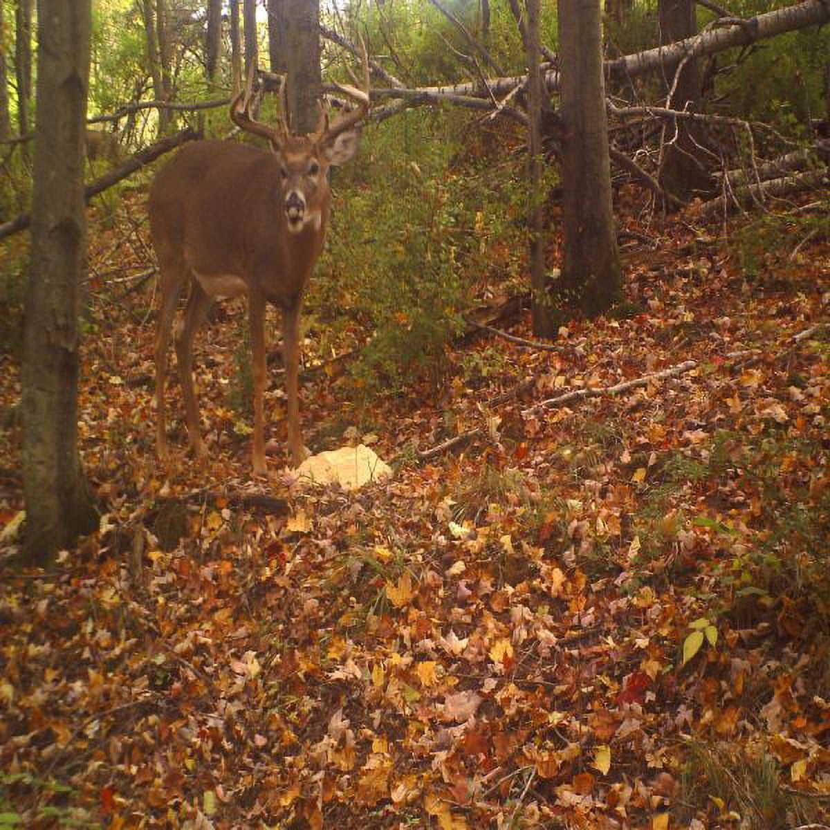 Antler King Attractants, Blocks, Minerals, and Supplements