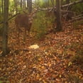 thumbnail image 4 of Antler King Attractants, Blocks, Minerals, and Supplements, 4 of 5
