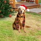 thumbnail image 1 of Seyotauo Christmas Santa Hat Dog Garden Stake Decoration - Iron Outdoor Christmas Decorations, Festive Yard & Lawn Ornament for Christmas Parties, Holiday Gatherings & Outdoor Christmas Celebrations, 1 of 7