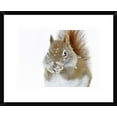 thumbnail image 1 of Global Gallery Mircea Costina 'Christmas Squirrel' Framed Wall Art, 1 of 4