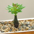 thumbnail image 2 of Coofit Mini Artificial Succulent DIY - Faux Succulent Plant Plastic Greenery Decoration, 2 of 3