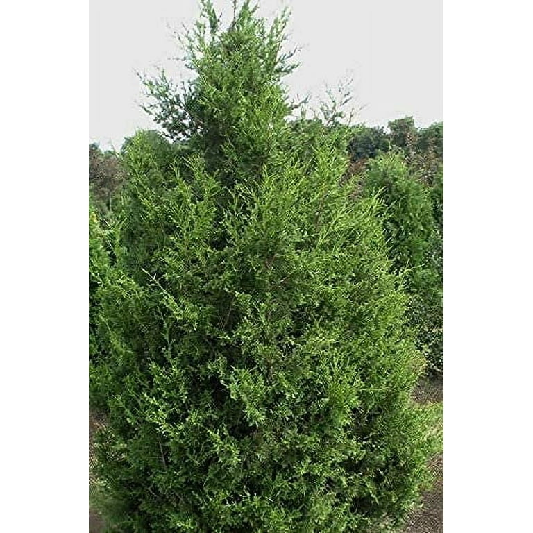 Keteleeri Juniper 1 Live Gallon Size Tree Juniperus Keteleeri Juniper 1 Live Gallon Size Tree Juniperus
