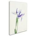 thumbnail image 2 of Trademark Fine Art 'Light and Bright Floral IV' Canvas Art by Elizabeth Urquhart, 2 of 3