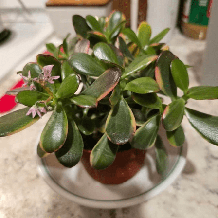 Hummel's Sunset, Crassula Ovata, Golden Jade Plant, Colorful Houseplant, Rooted Succulent in 4'' Pot