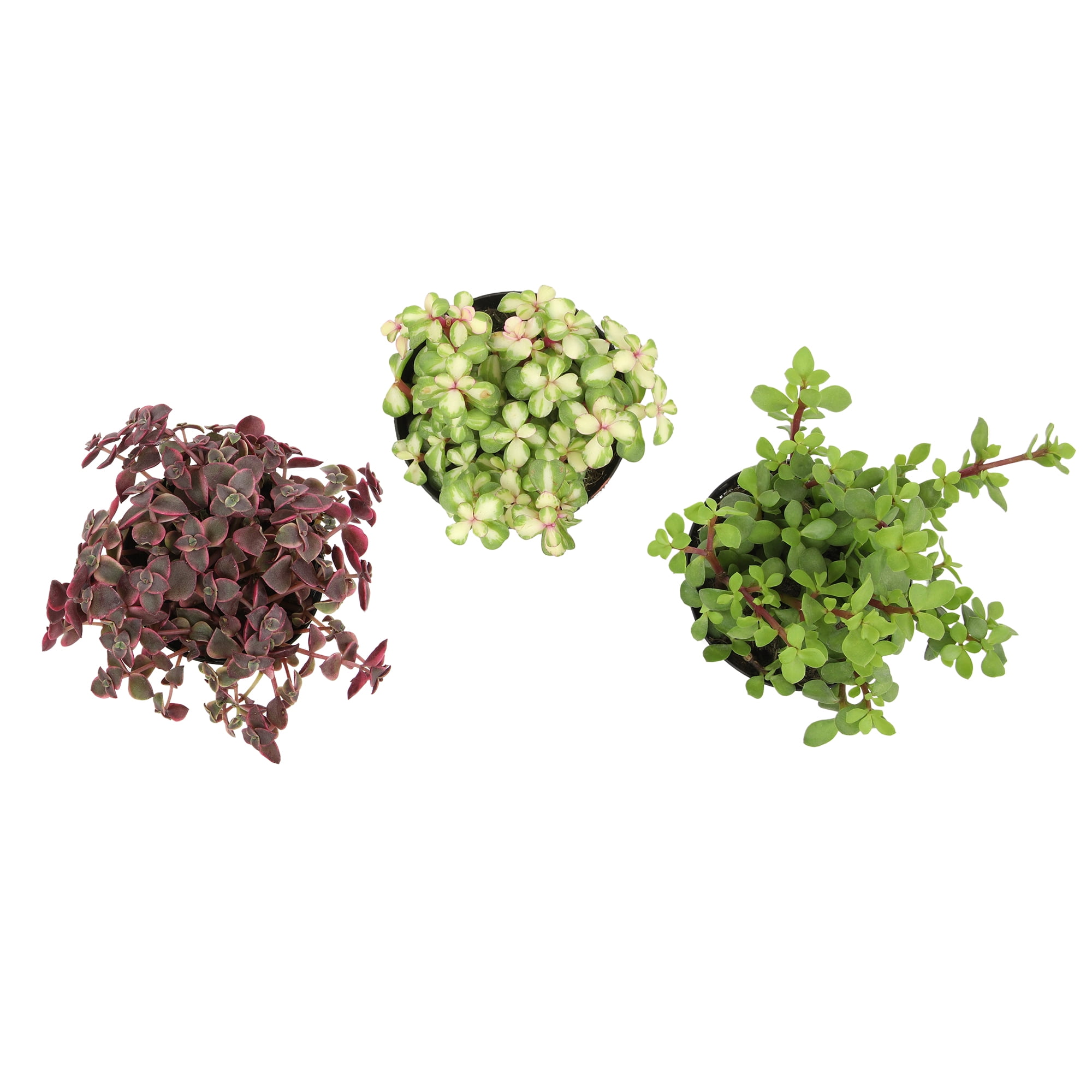 Altman Plants Hanging Succulents Baskets (3-pack) Fun Easy Plants in 3.5 in. Hanging Pots