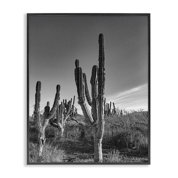 Stupell Industries Cactus Field & Vast Sky Black Framed Giclee Art design by Norm Stelfox, 14 x 11