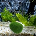 thumbnail image 3 of shenmeida 3PCS Artificial Green Algae Ball Decor Resin Aquarium Plants Plastic Plants for Aquarium Fiber Fish Tank Plant Decorations, 3 of 8