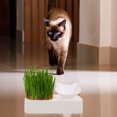 thumbnail image 2 of Comedero automático para gatos, cesta para plantas y cuenco multifuncional para servir comida., 2 of 8